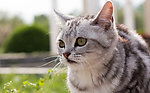 喵星人虎斑猫高清图