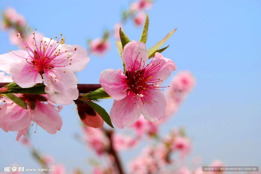 桃花