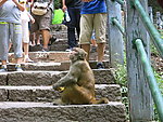 坐在台阶上人群里的猴