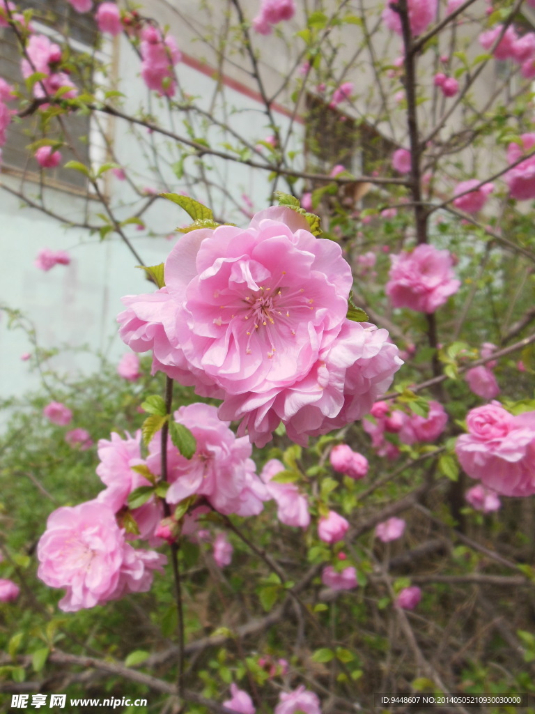 碧桃花