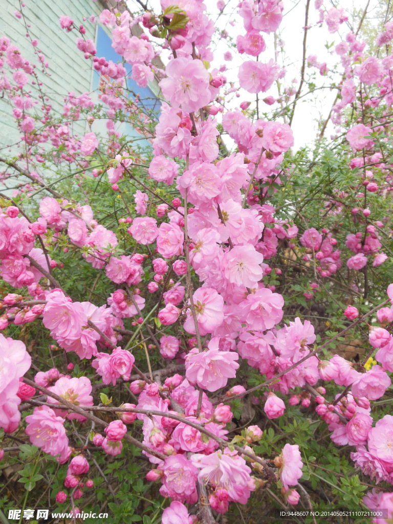 碧桃花