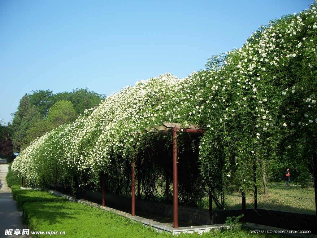 木香花