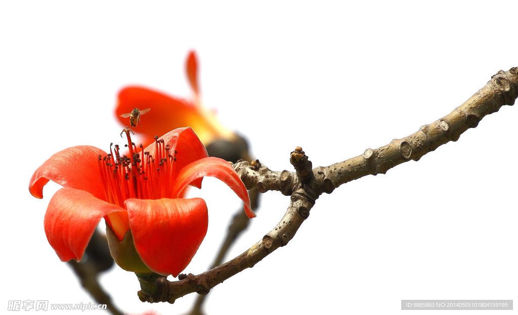 木棉花