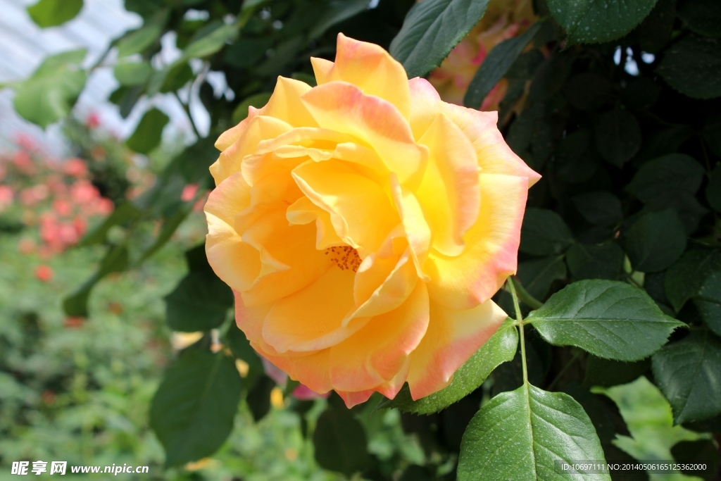 玫瑰花