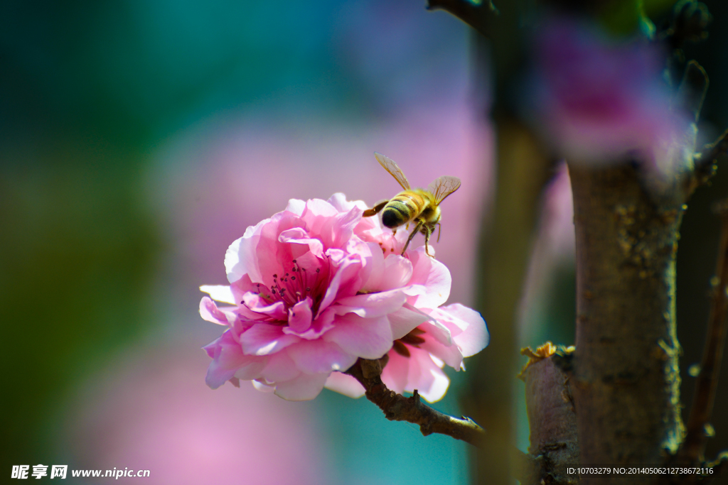 樱花与蜜蜂