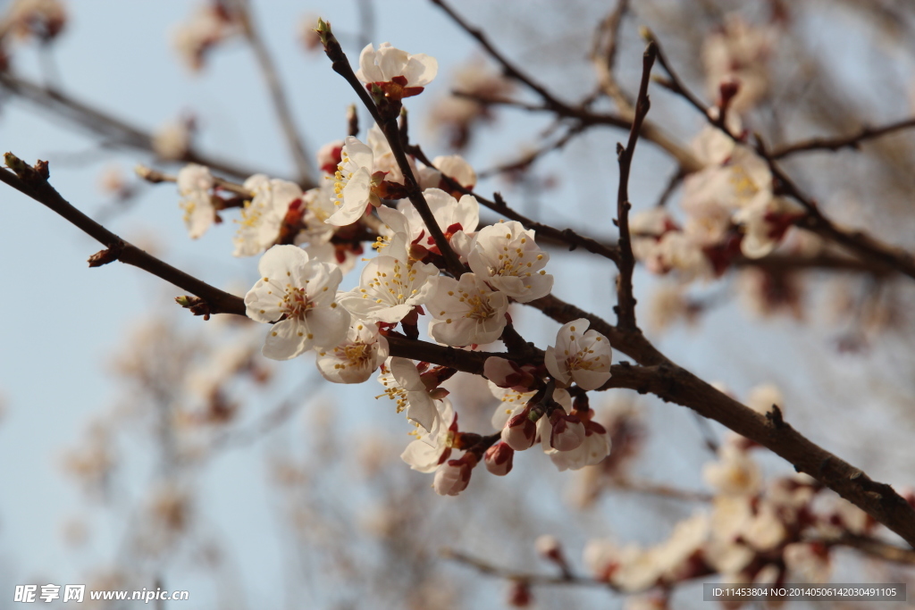 梅花