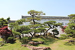 松树 风景 盆栽