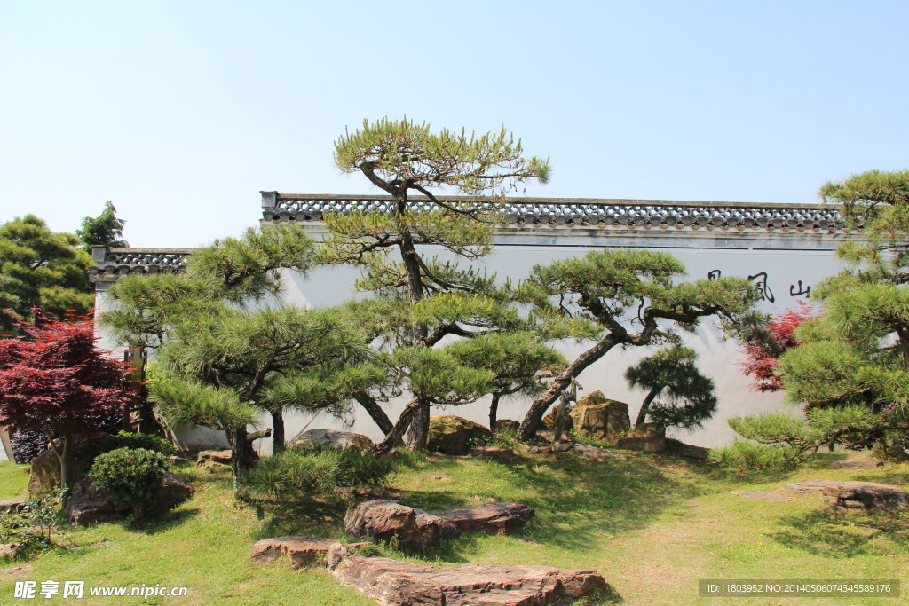 松树 风景 盆栽