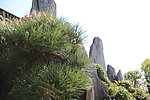 盆景 山峰