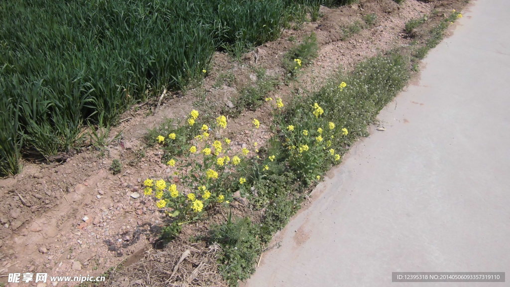 路旁油菜花