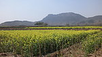 马山·油菜花