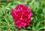 芍药花