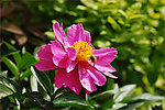 芍药花