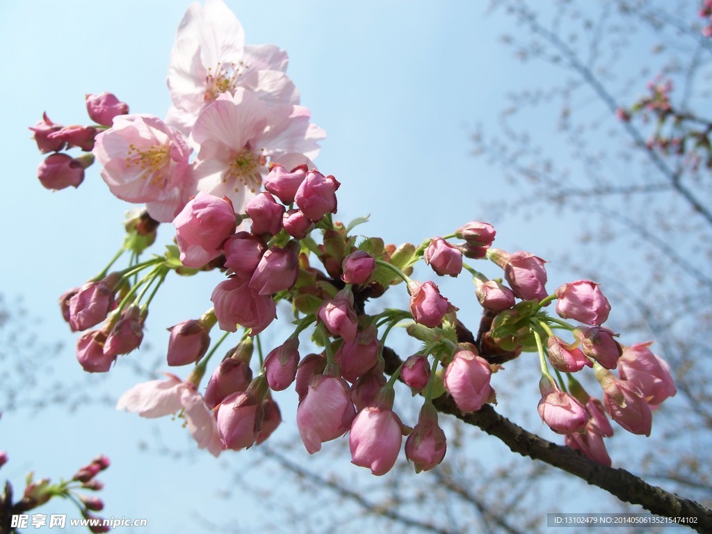 樱花