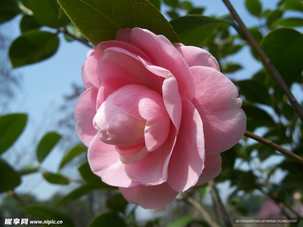 茶花
