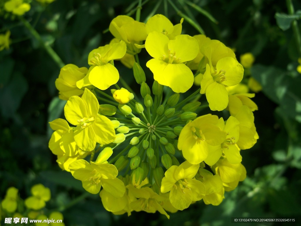 油菜花