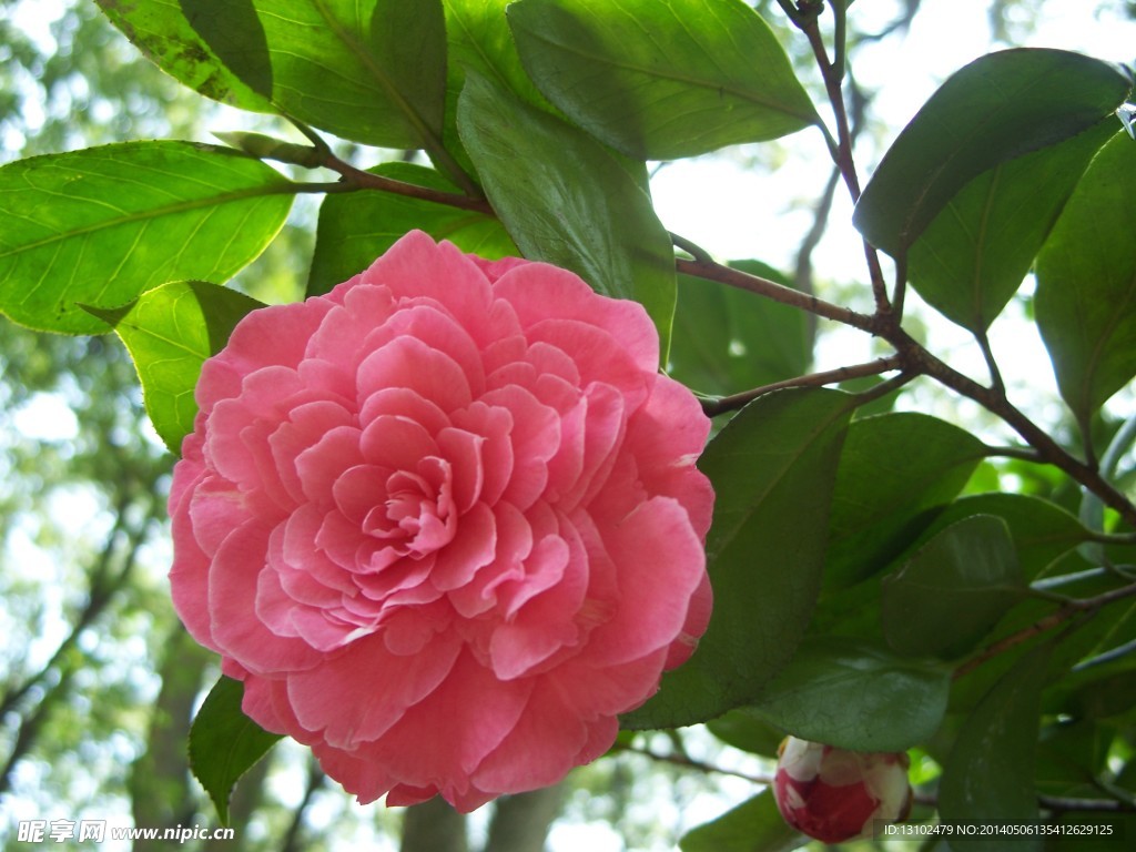 茶花