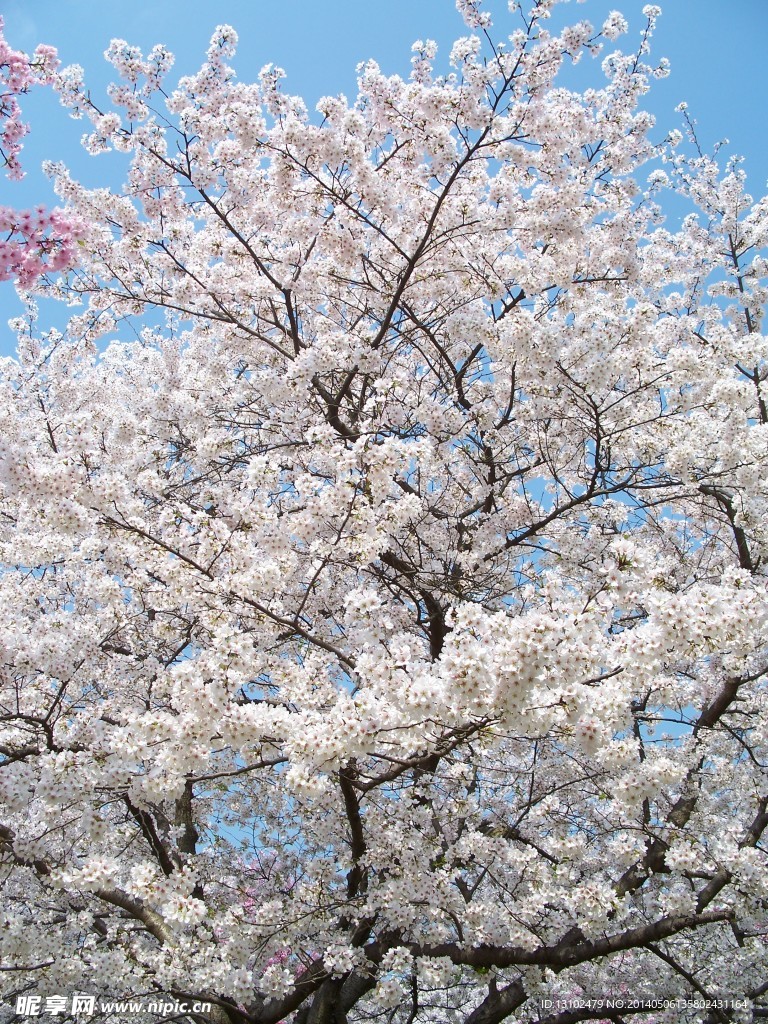 樱花