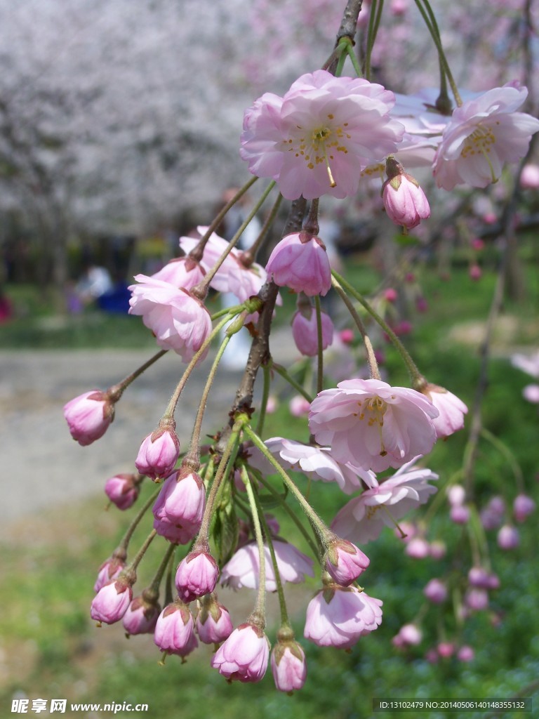 樱花