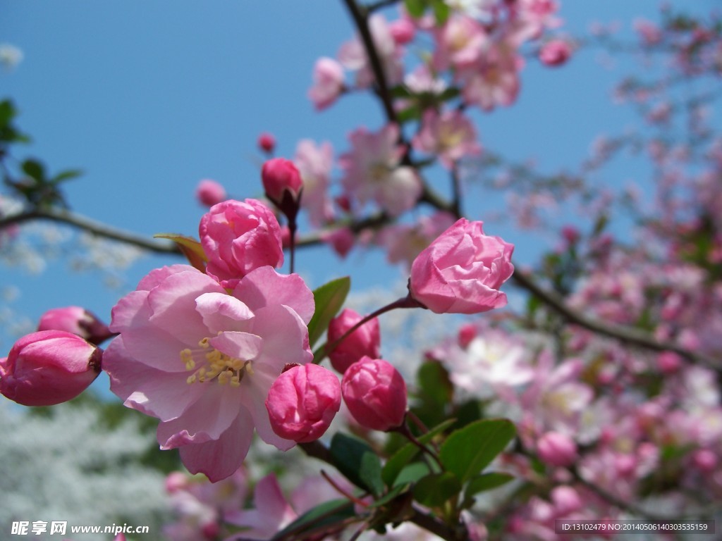 樱花