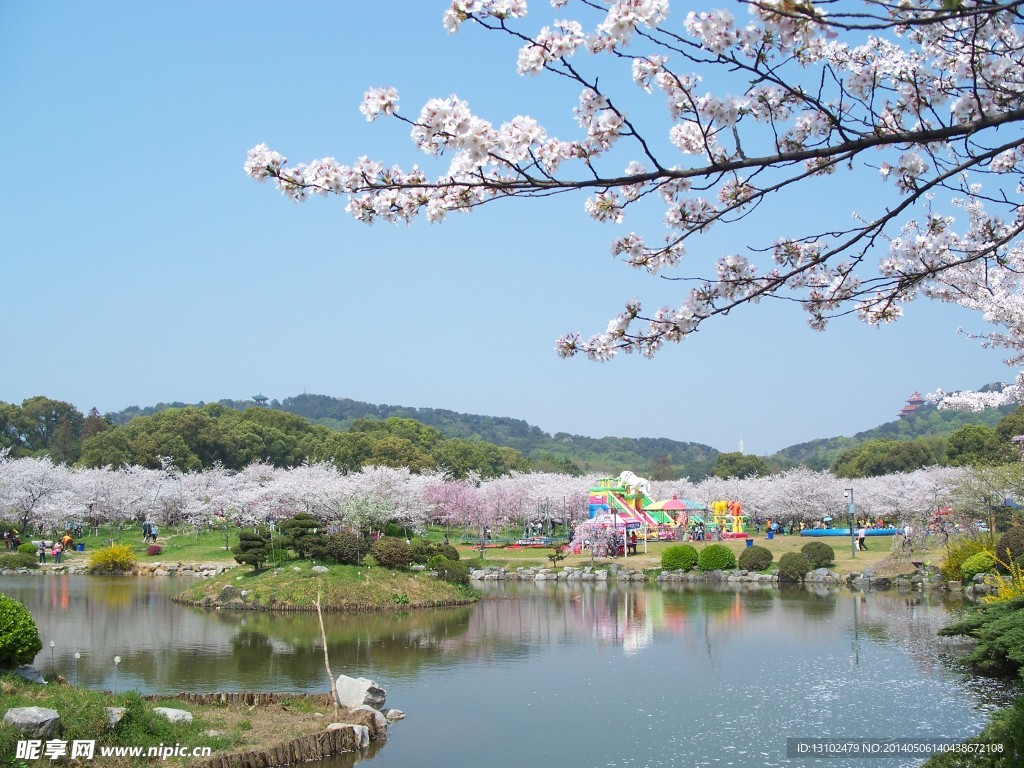 樱花