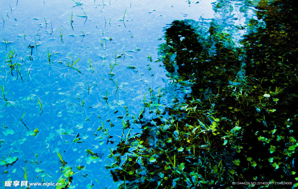 水草