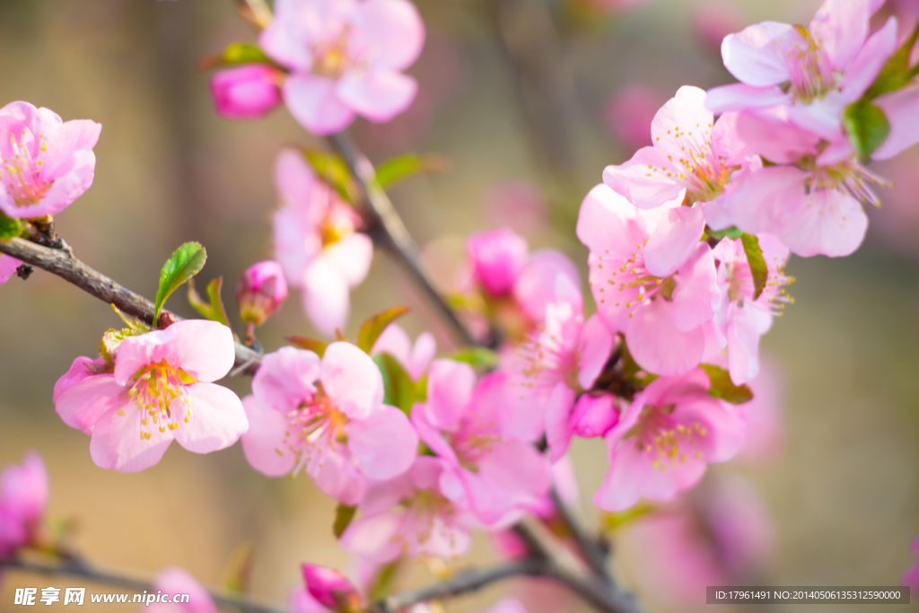 桃花
