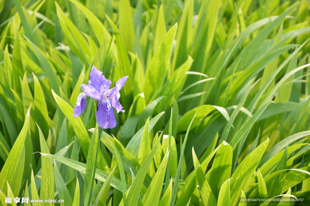 鸢尾花