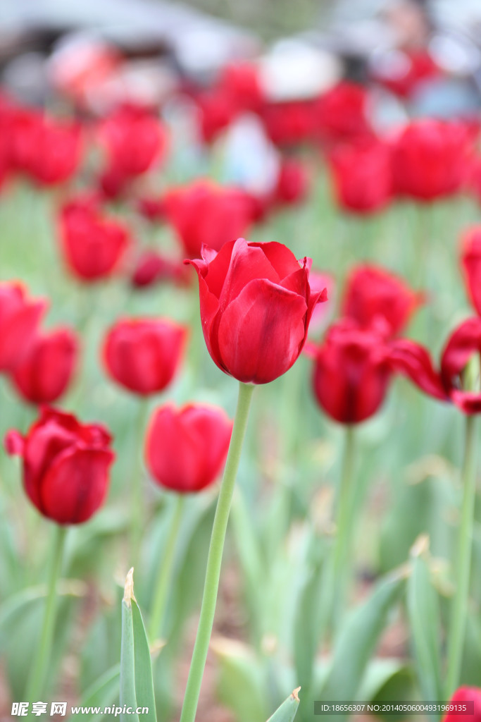 郁金香花开