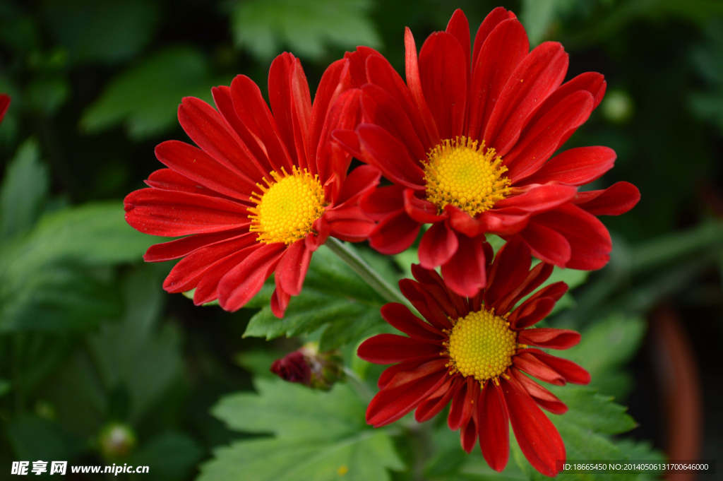 菊花