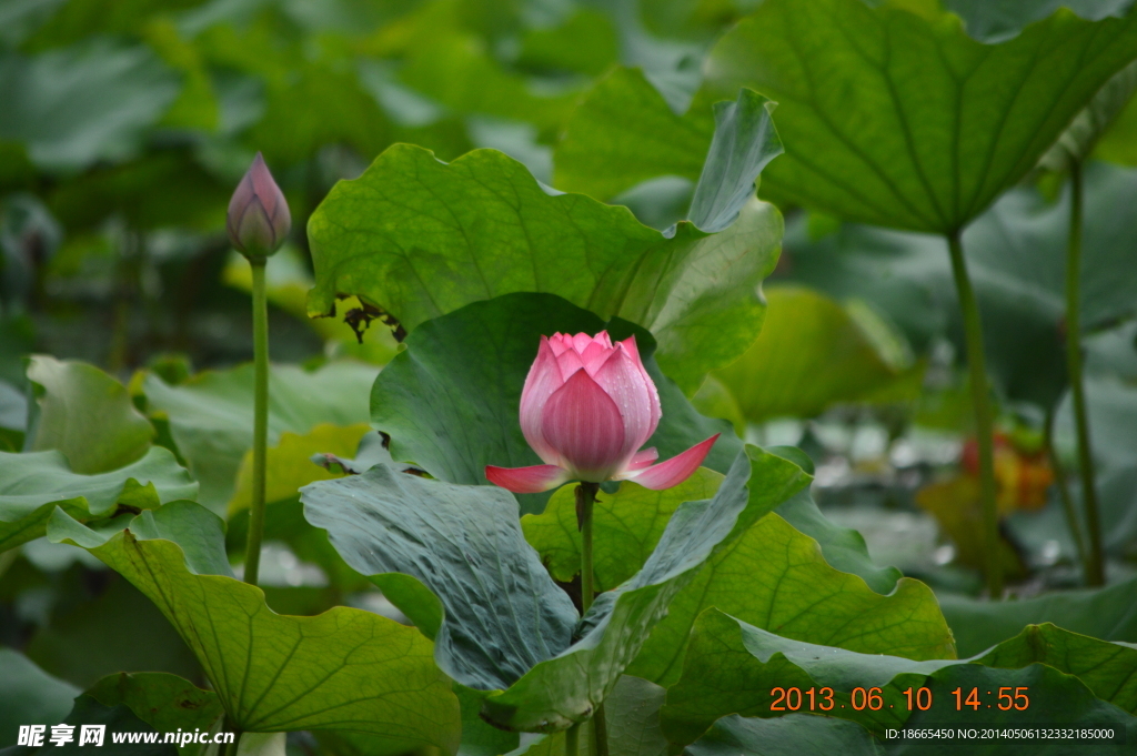 夏荷