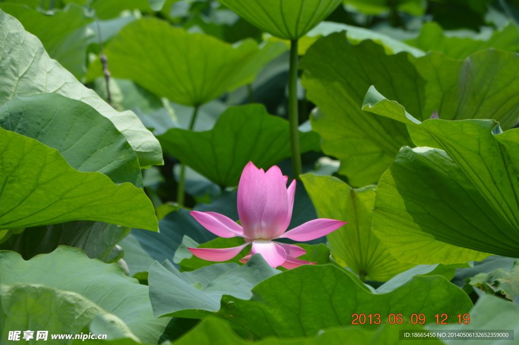 东湖荷花