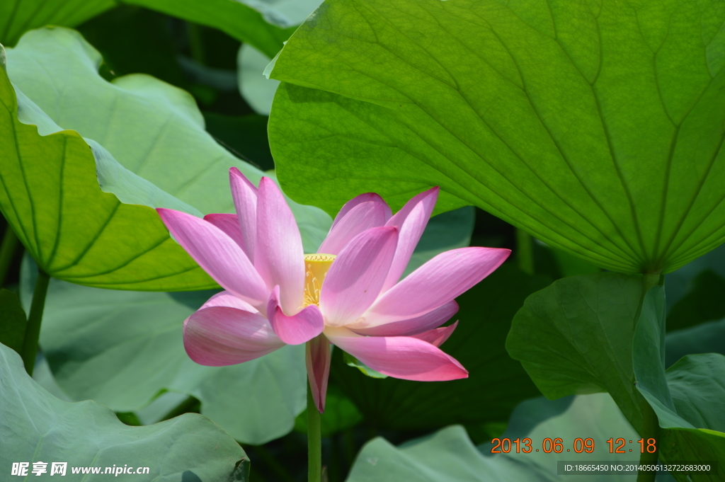 东湖荷花