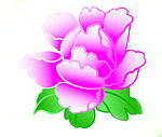 牡丹花