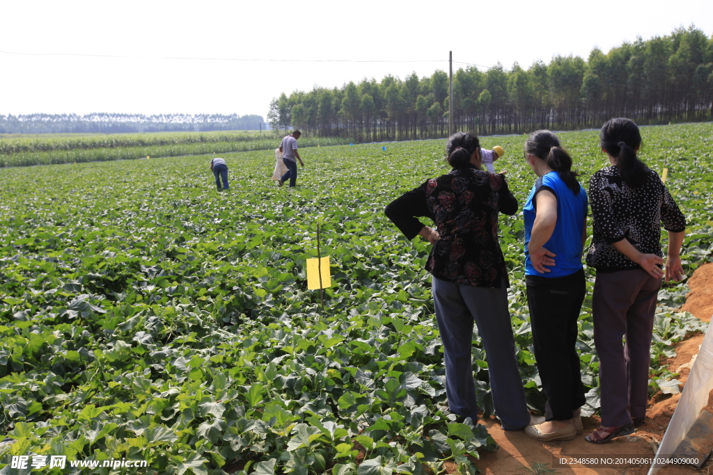 小甜瓜种植基地
