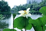 潍坊植物园 荷花