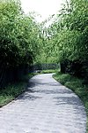 潍坊植物园 竹林