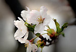 樱花特写