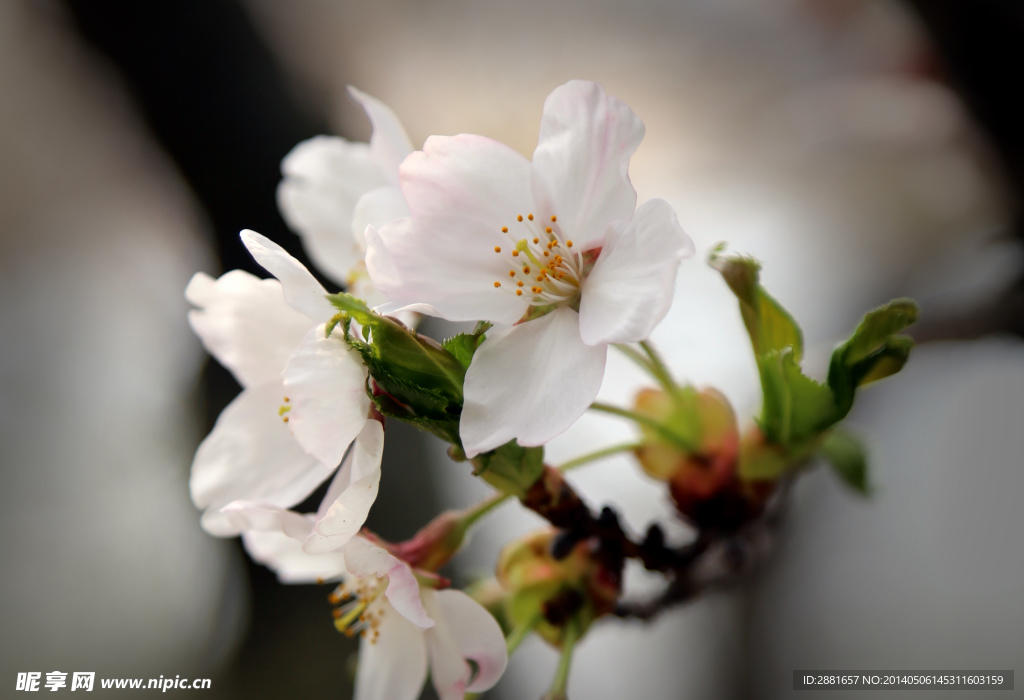 樱花特写