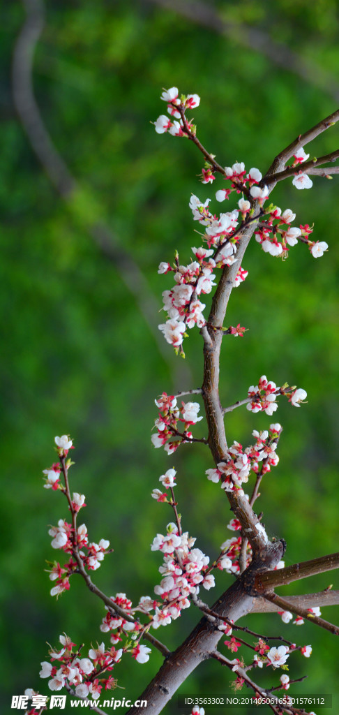 梅花