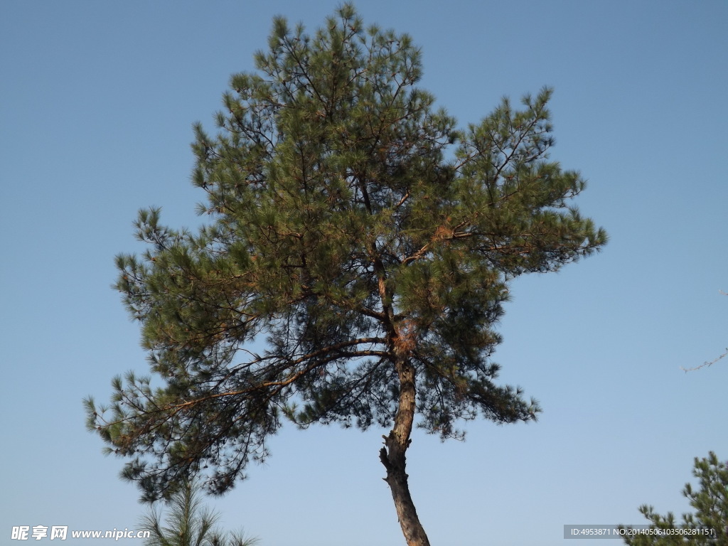 松树