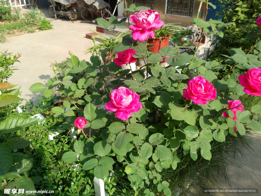 月季花摄影