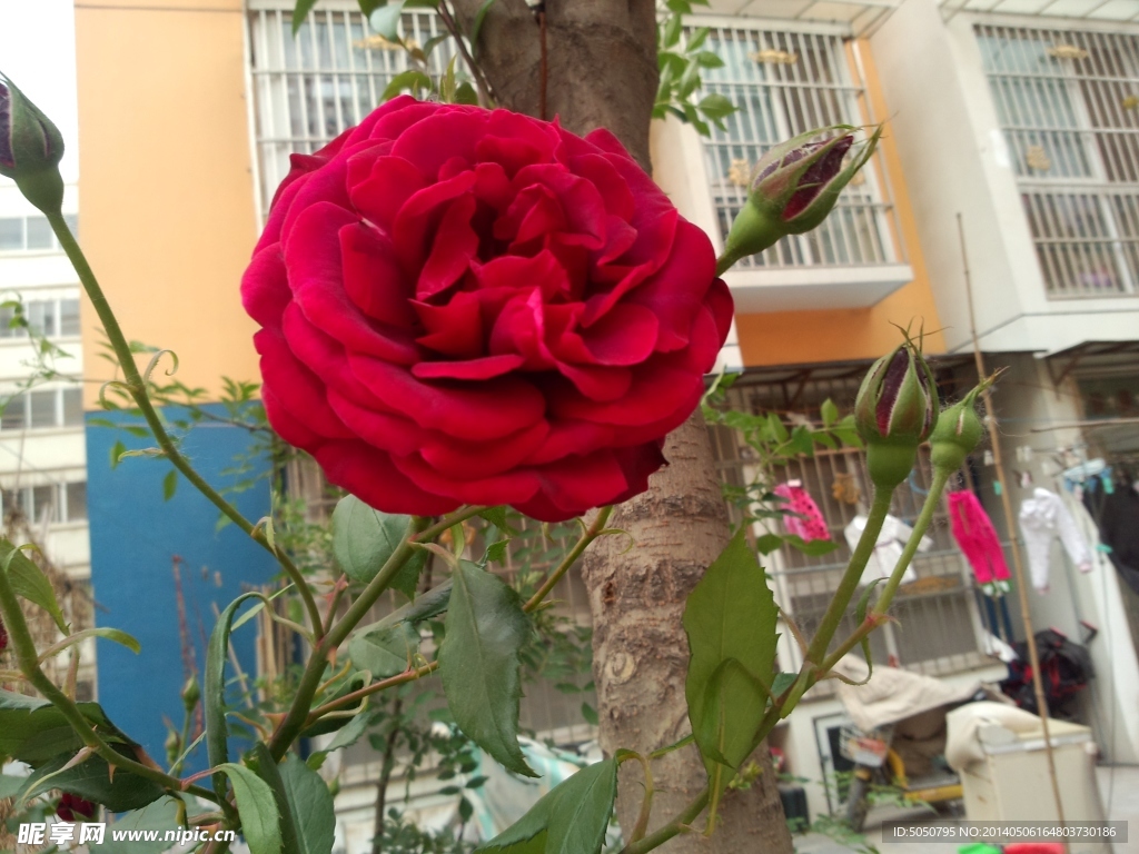 月季花摄影