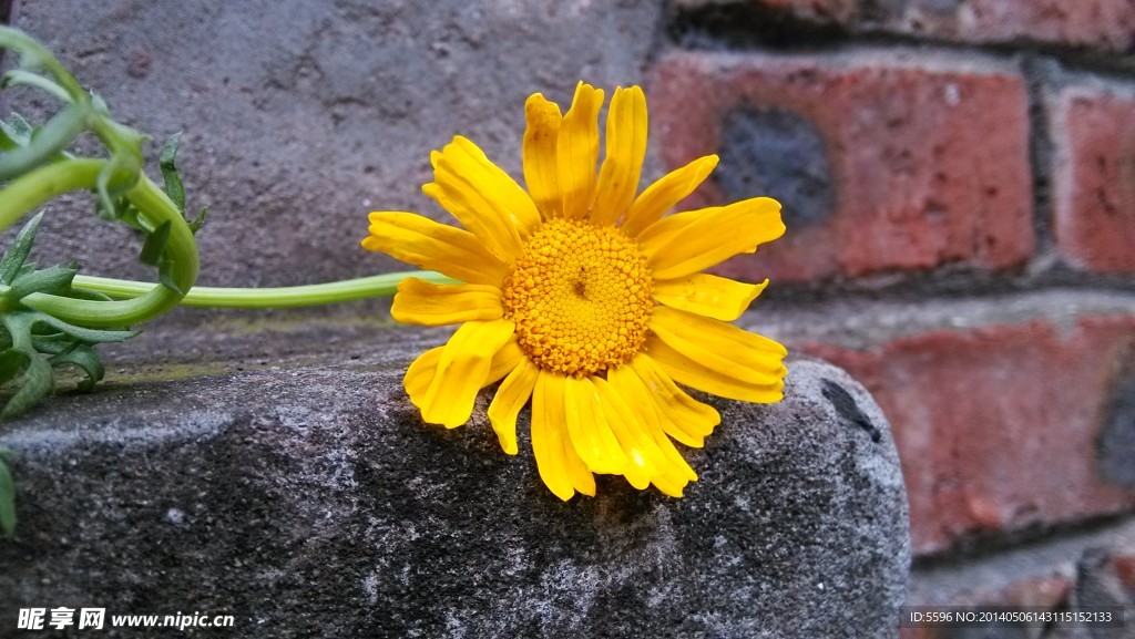 太阳花 花 黄色花