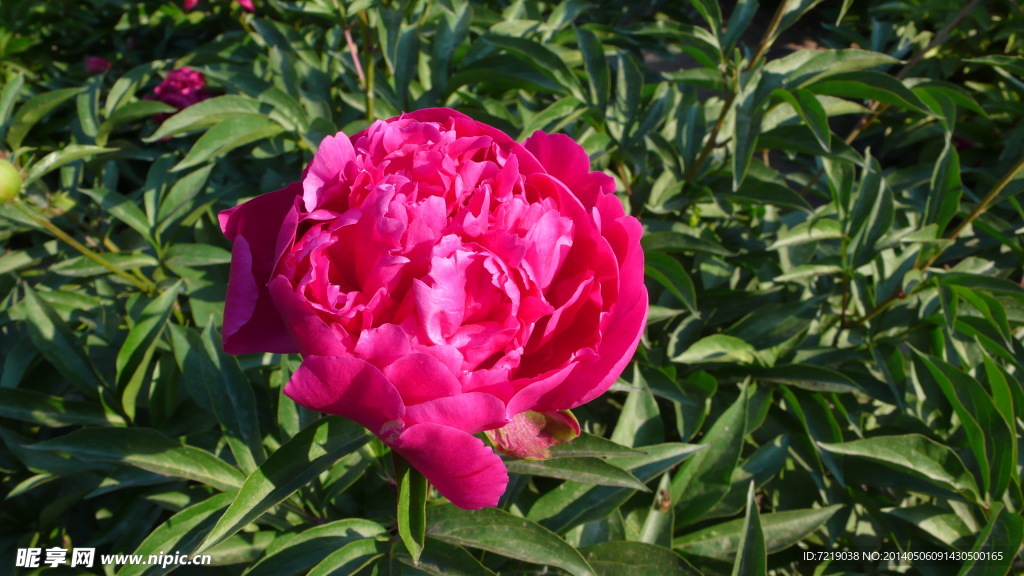 芍药花