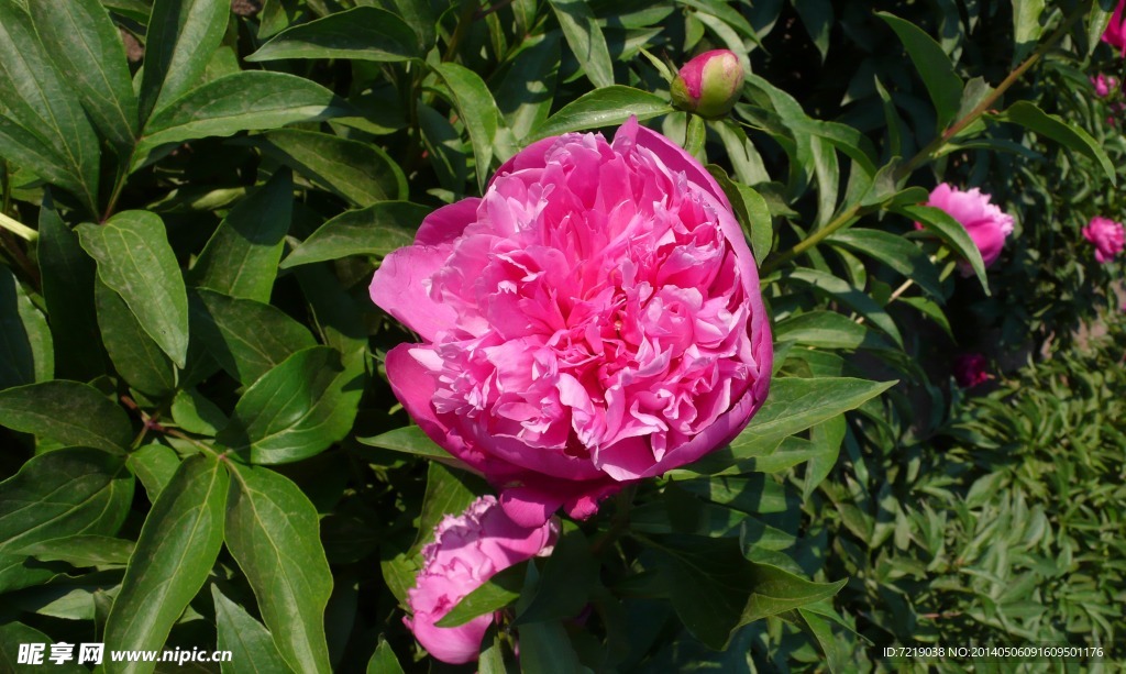 芍药花