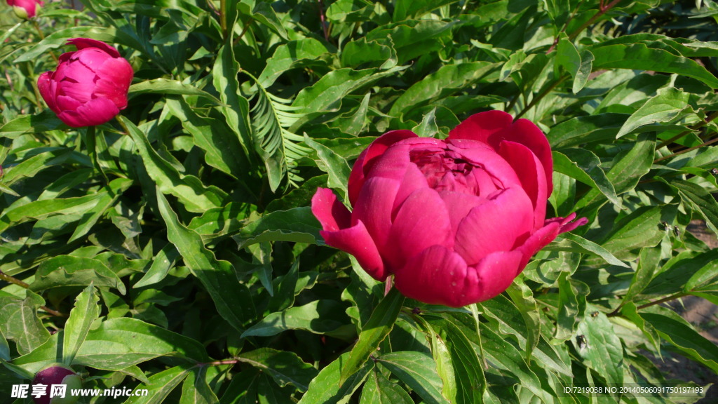 芍药花