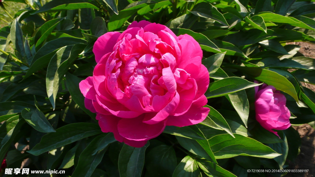 芍药花
