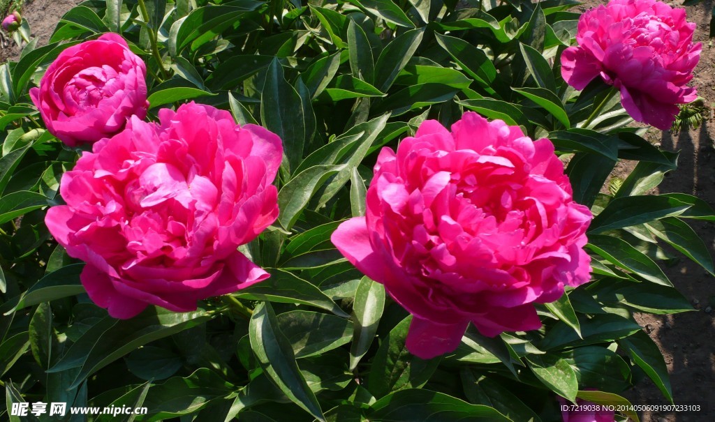 芍药花