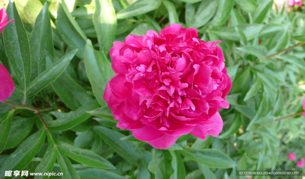 芍药花
